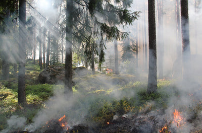 Reboisement de Williams Lake : notre mission de reforestation après les feux de forêt
